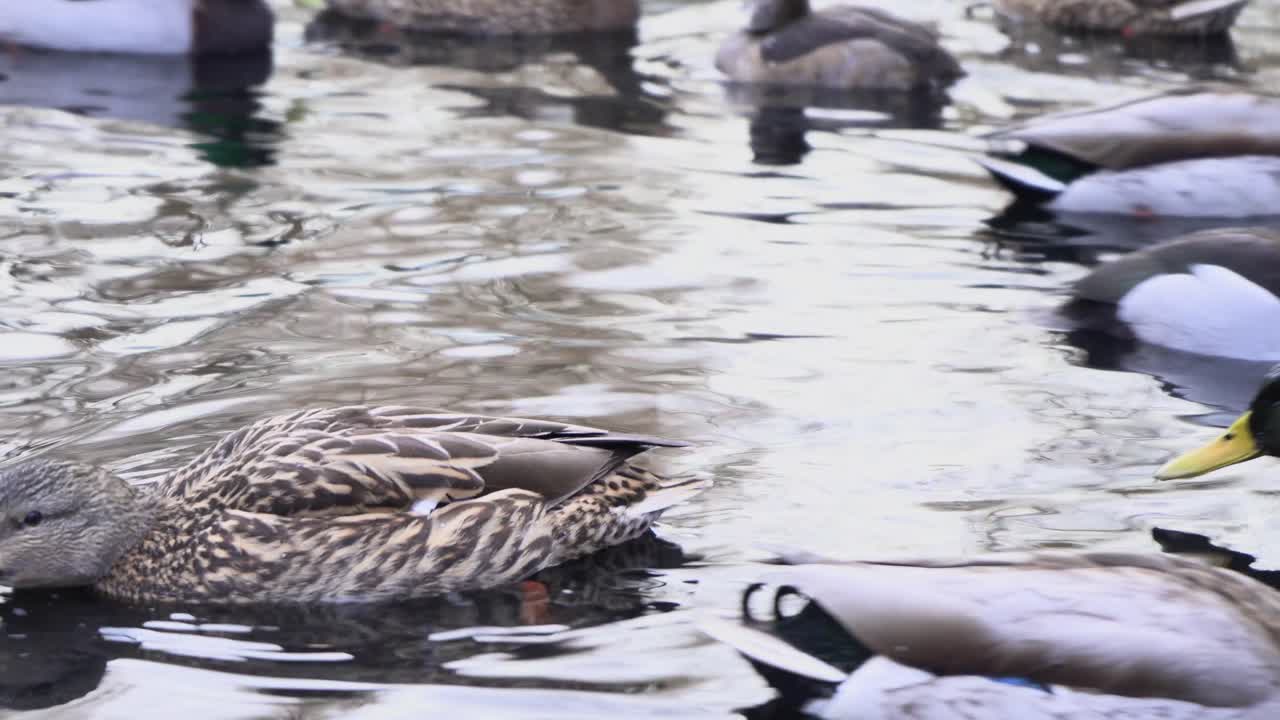 연못 에서 수영 하는 오리 들