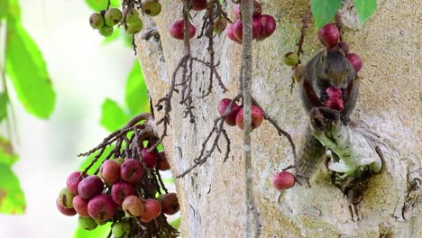 pallas's squirrel or the red-bellied tree squirrel found eating a fruit on a branch of a fruiting tree, callosciurus erythraeus