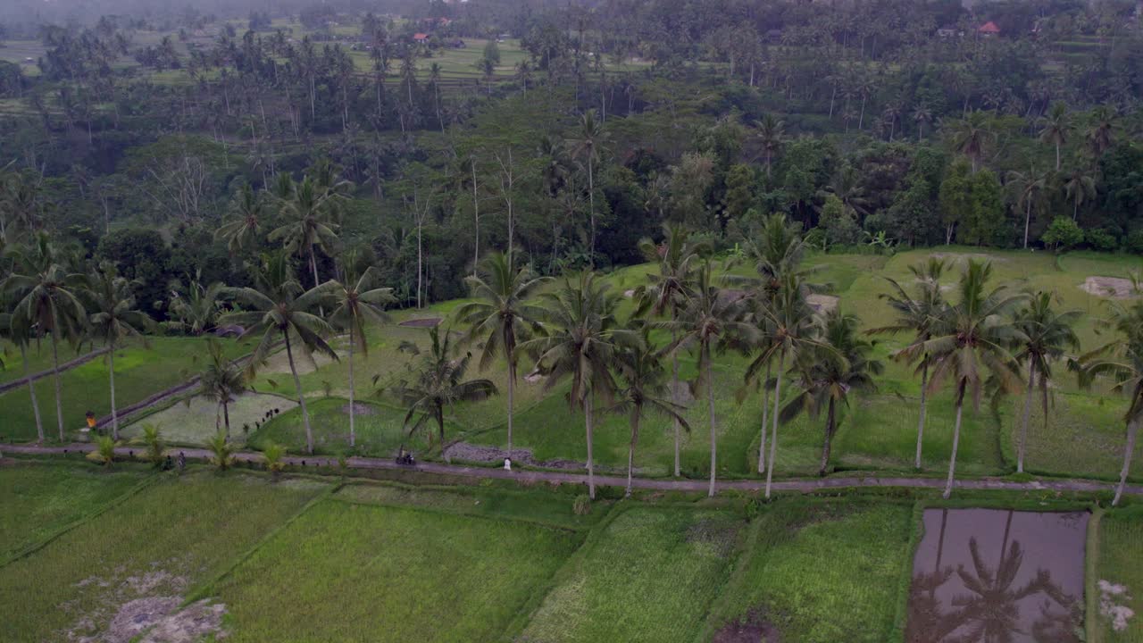 боковой обзор небольшой местной дороги посреди рисовых террас убуд, индонезия, с воздуха