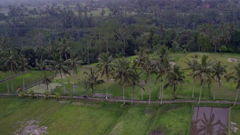 Side-panning-shot-of-small-local-road-in-the-middle-of-rice-terraces-Ubud-Indonesia,-aerial