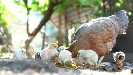 hen chick rearing in natural