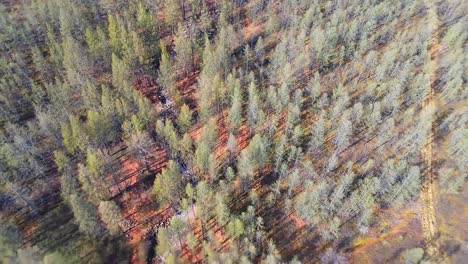 un río serpentea a través de un denso bosque lleno de árboles altos, creando un fascinante espectáculo natural de agua y vegetación