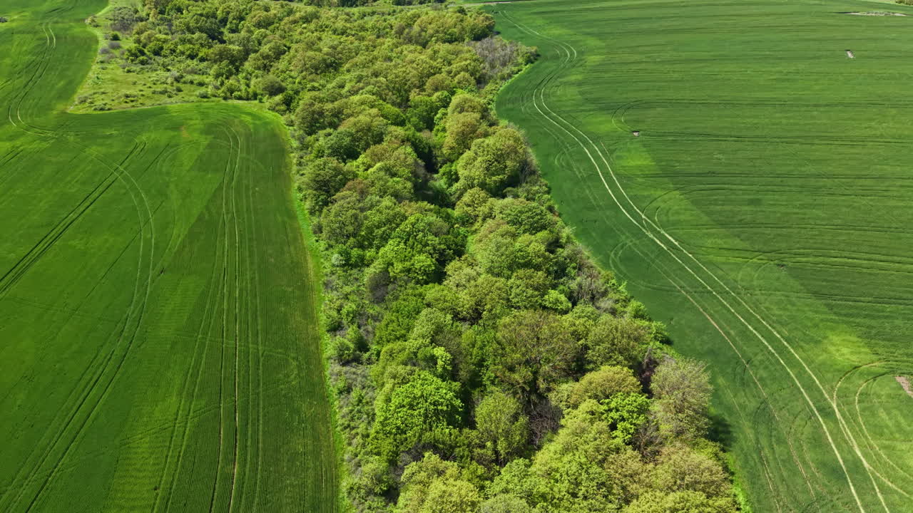 Campo de trigo con árboles y hierba verdes visibles bajo la luz brillante del día en una zona rural del campo