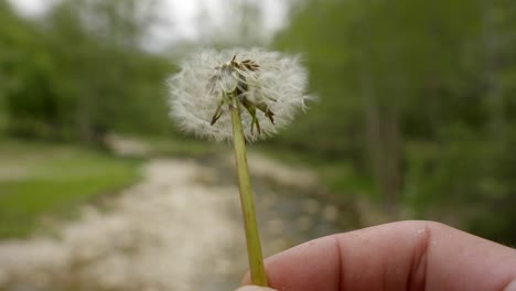 un diente de león que llega al final cuando las semillas se dispersan en el viento para que crezcan nuevos dientes de león