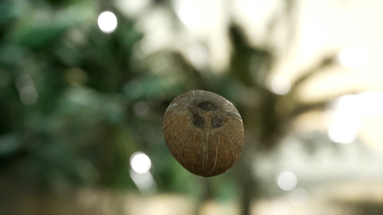 extrema cámara lenta cayendo coco en la jungla