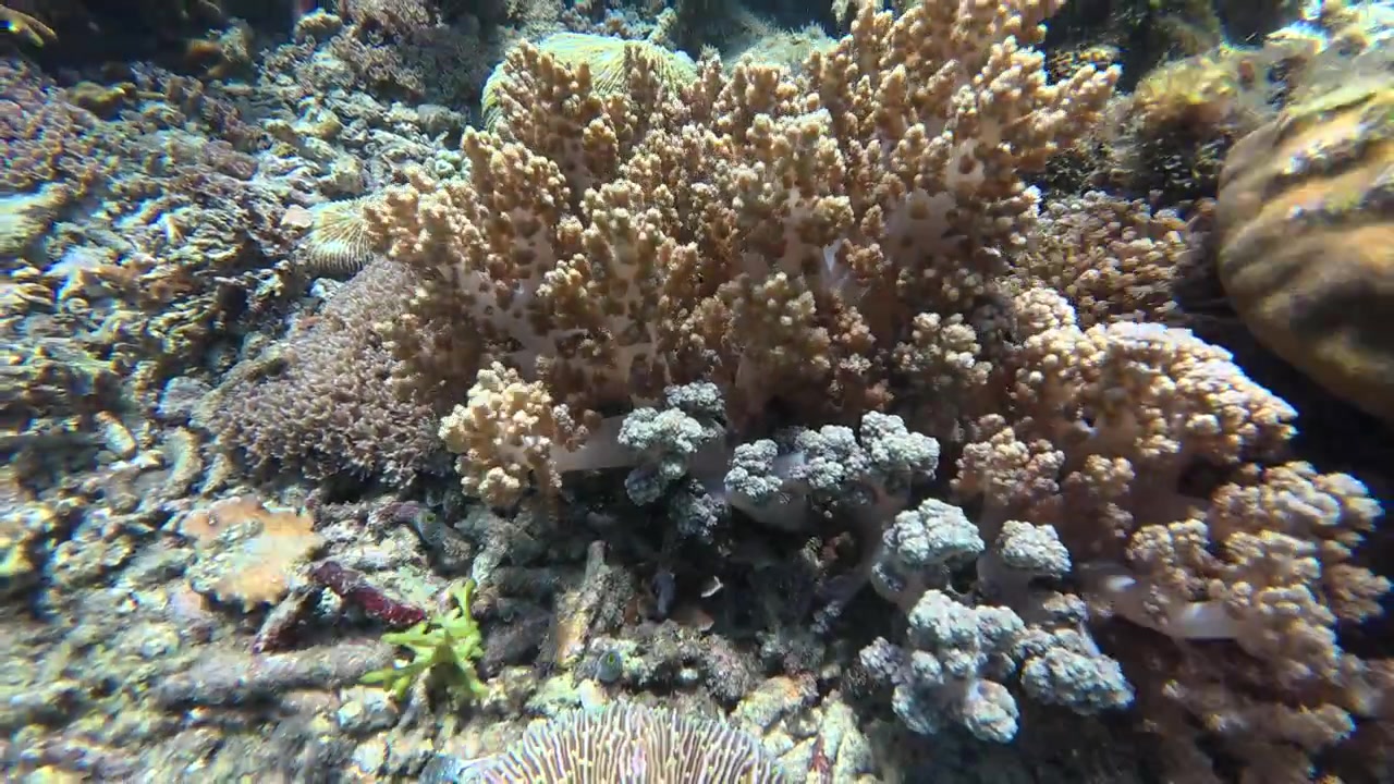 L'ecosistema delle barriere coralline vivace sott'acqua