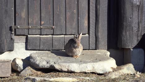 cute brown rabbit relaxing in warm sun while sitting on doorstep outside barn - static clip of mixed race tame and wild rabbit