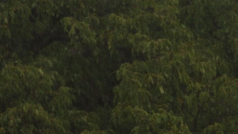 Walnut-tree-during-a-rainstorm,-on-a-dark-day