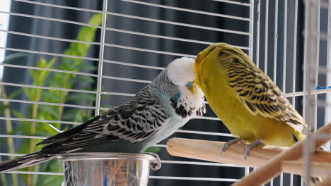 budgies in cage