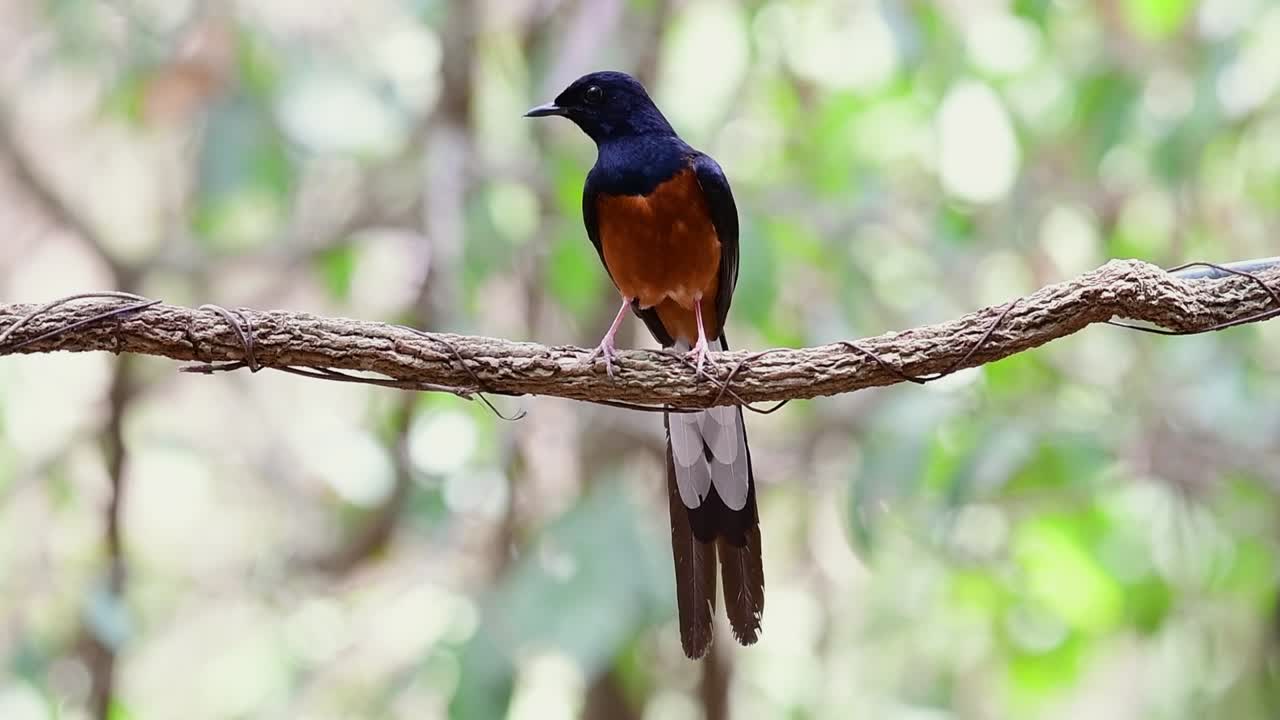 shama de rabadilla blanca encaramado en una vid con fondo bokeo del bosque, copsychus malabaricus, en cámara lenta