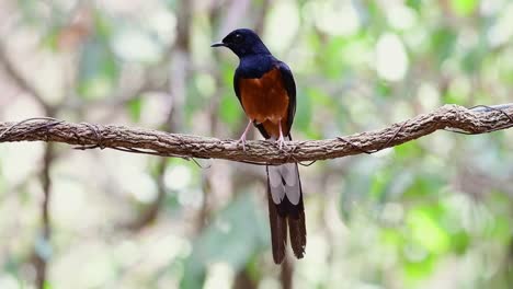 Shama-De-Rabadilla-Blanca-Encaramado-En-Una-Vid-Con-Fondo-Bokeo-Del-Bosque,-Copsychus-Malabaricus,-En-Cámara-Lenta