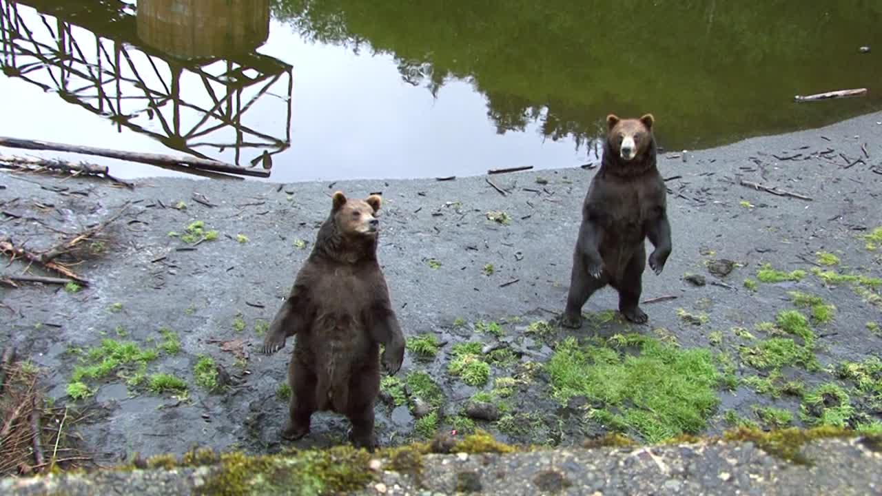 Two bears standing on their back legs next to river