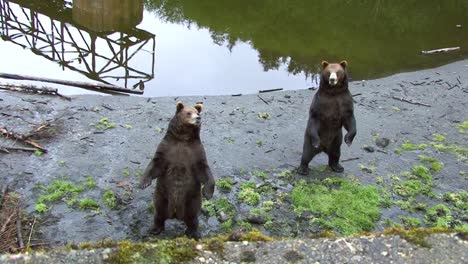 Zwei-Bären-Stehen-Auf-Ihren-Hinterbeinen-Neben-Dem-Fluss