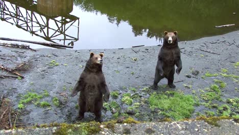 two bears standing on their back legs next to river