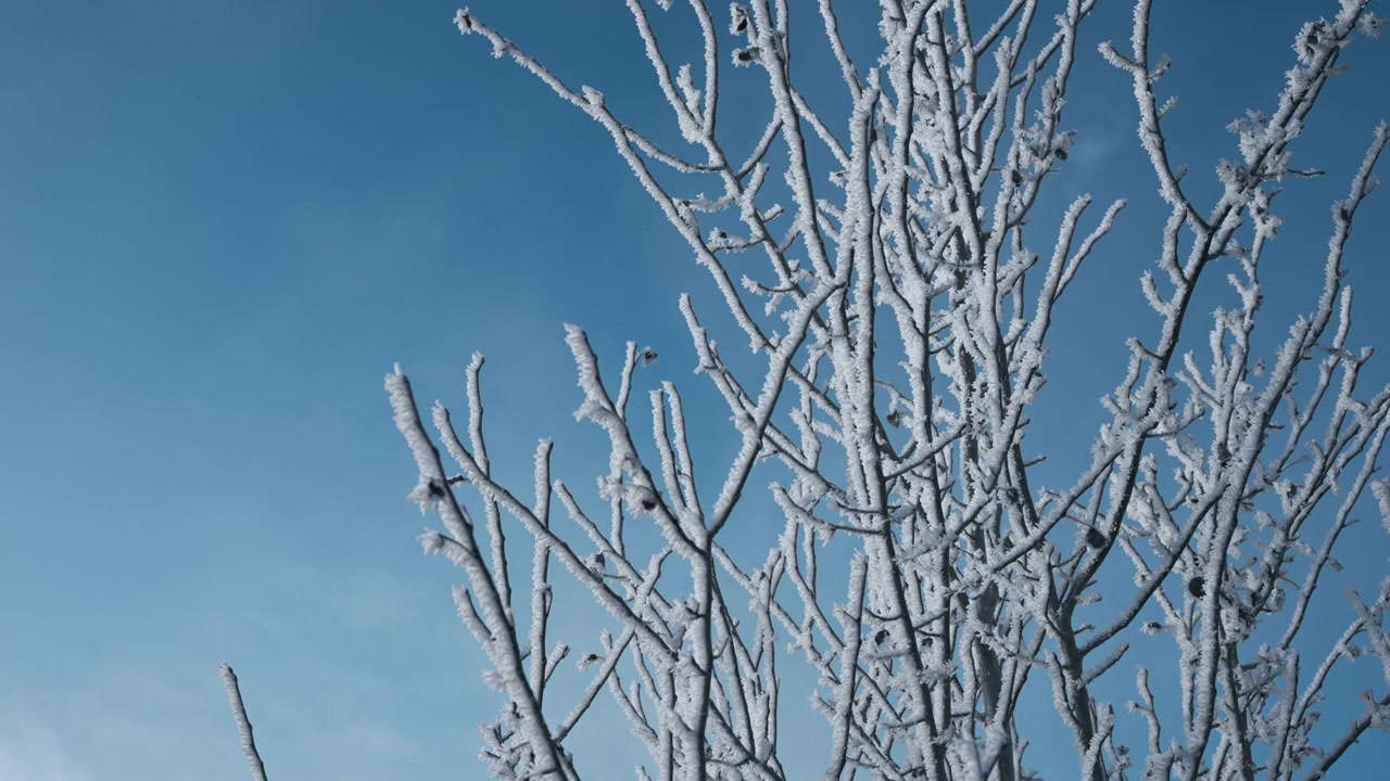 Trädgrenar täckta av snö en iskall vintermorgon