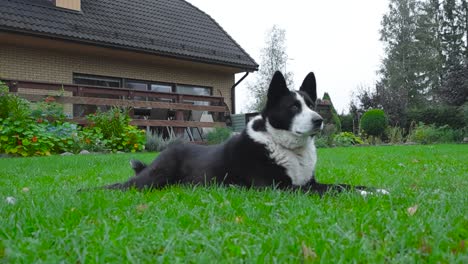 black and white karelian bear dog laying on green short grass lifting up his fluffy ears after hearing something happening in the garden