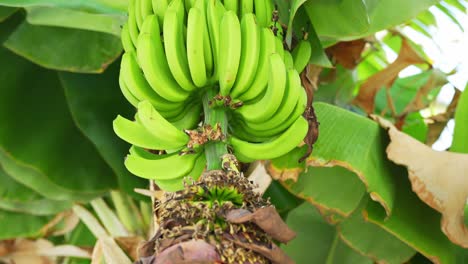 un ramo de plátanos colgando del árbol con la flor de plátano en el extremo, el jib dinámico disparado hacia abajo
