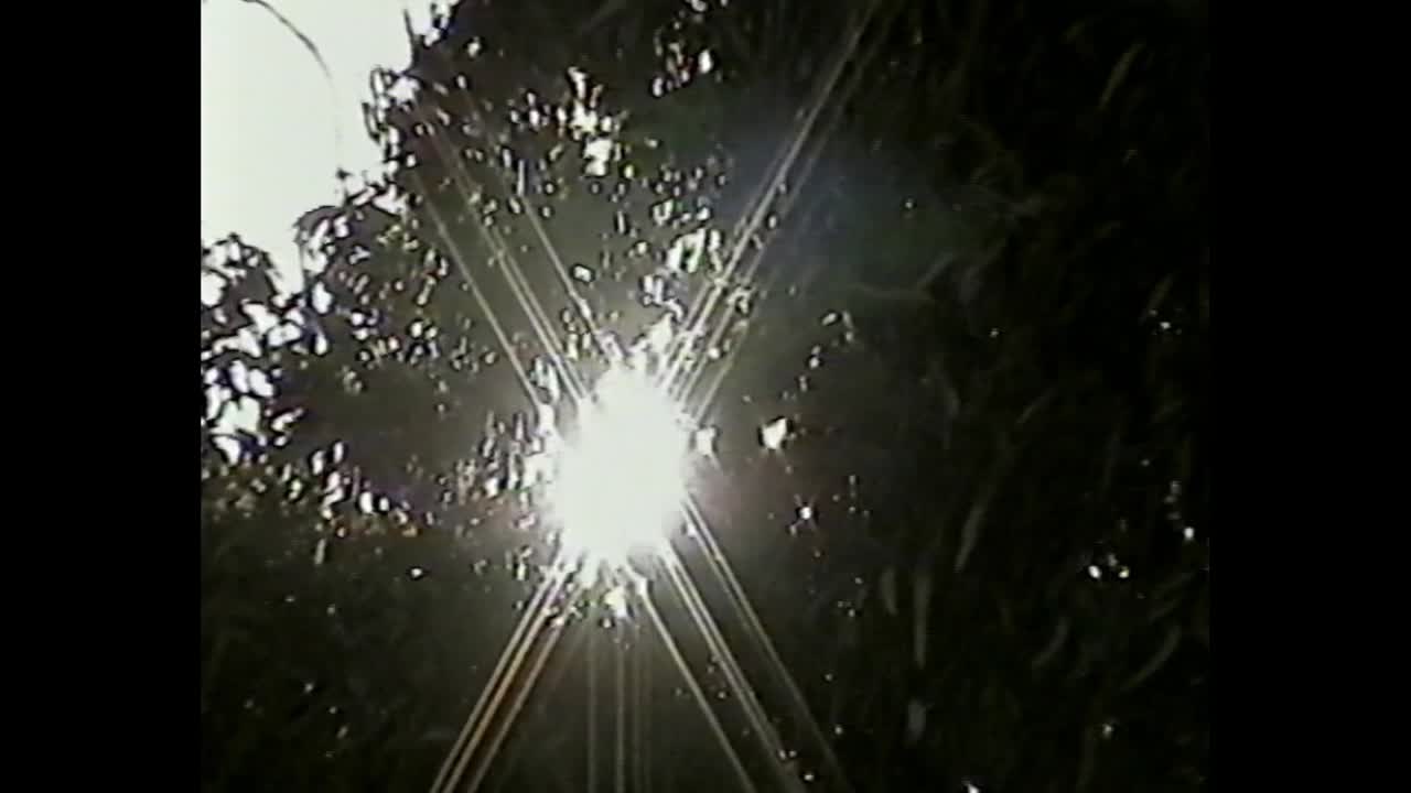 나무 들 을 통과 하는 빛