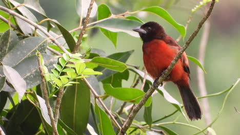 Silver-beaked-tanager-female-perched-and-singing-on-Lush-leafy-forest,-Panama