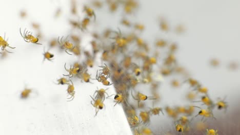 cluster of yellow and black garden orb-weavers spiderlings - macro shot