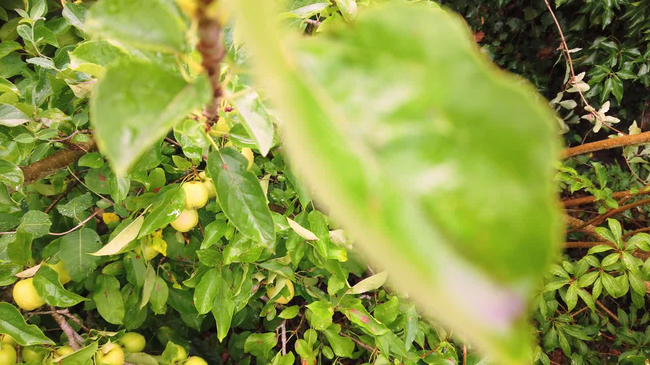 Golden Delicious apples developing on the tree in an English country garden