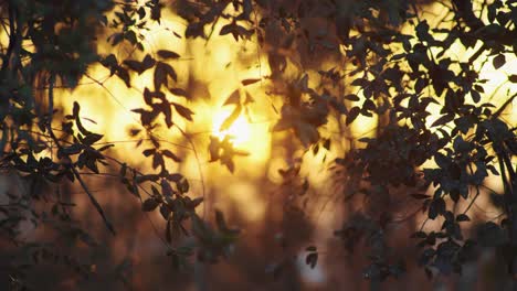 scenic peaceful glowing golden sunset twinkling behind bushes, pan shot