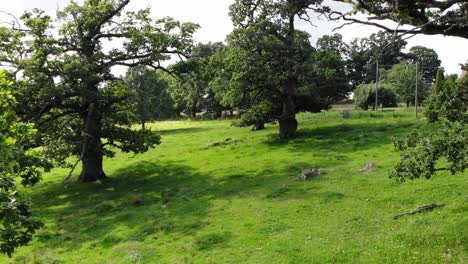 pan of quercus petraea trees on green grass on summer day in sweden