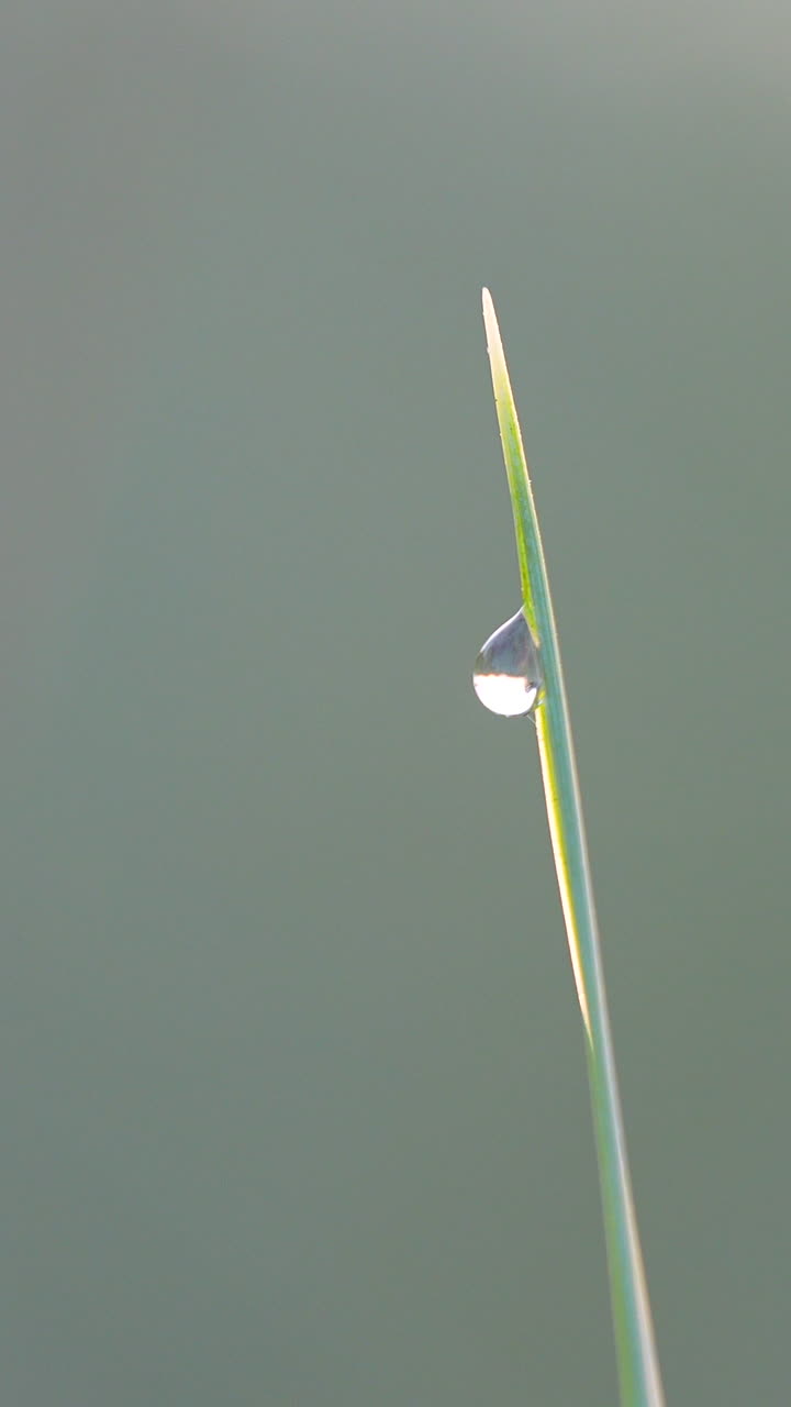 Vertical macro shot of a single crystal clear dew drop hanging on a green grass blade during a soft sunrise. Ideal for nature documentaries and wellness content