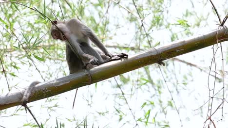 the long-tailed macaques are the easiest monkeys to find in thailand as they are present at temple complexes, national parks, and even villages and cities