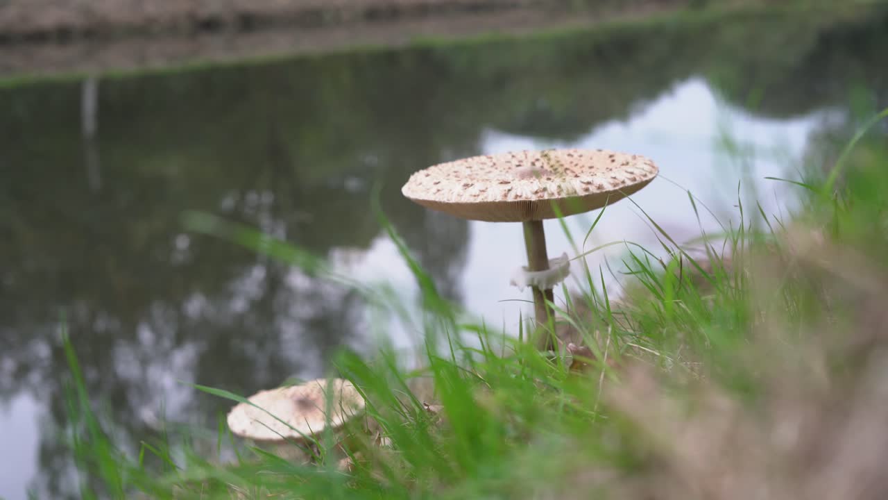 macrolepiota procera, 가을에 푸른 잔디에 버섯, 배경에 물