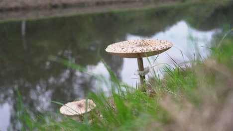 Macrolepiota-procera,-mushroom-on-green-grass-in-autumn,-with-water-in-the-background