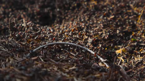 close up footage of brown and red ants building a large nest out of fir and pine needles in sunny nature forest or woodlands. the nest has thousands of worker ants crawling on twigs and branches