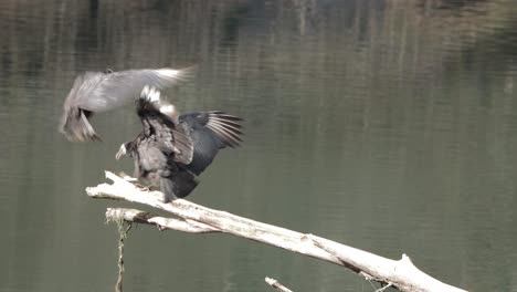 Black-vultures-socializing-and-sunbathing-on-a-fallen-tree-in-a-clear-river