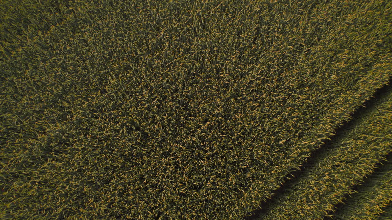 disparo de un drone de un campo de centeno dorado al atardecer mirando desde arriba hacia abajo