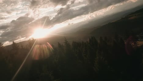 Aerial-footage-from-an-action-camera-flying-low-in-between-spruce-trees-approaching-a-herd-of-cows-grazing-on-a-meadow-with-yellow-dry-grass-on-hill-in-Cierny-Balog,-Central-Slovakia