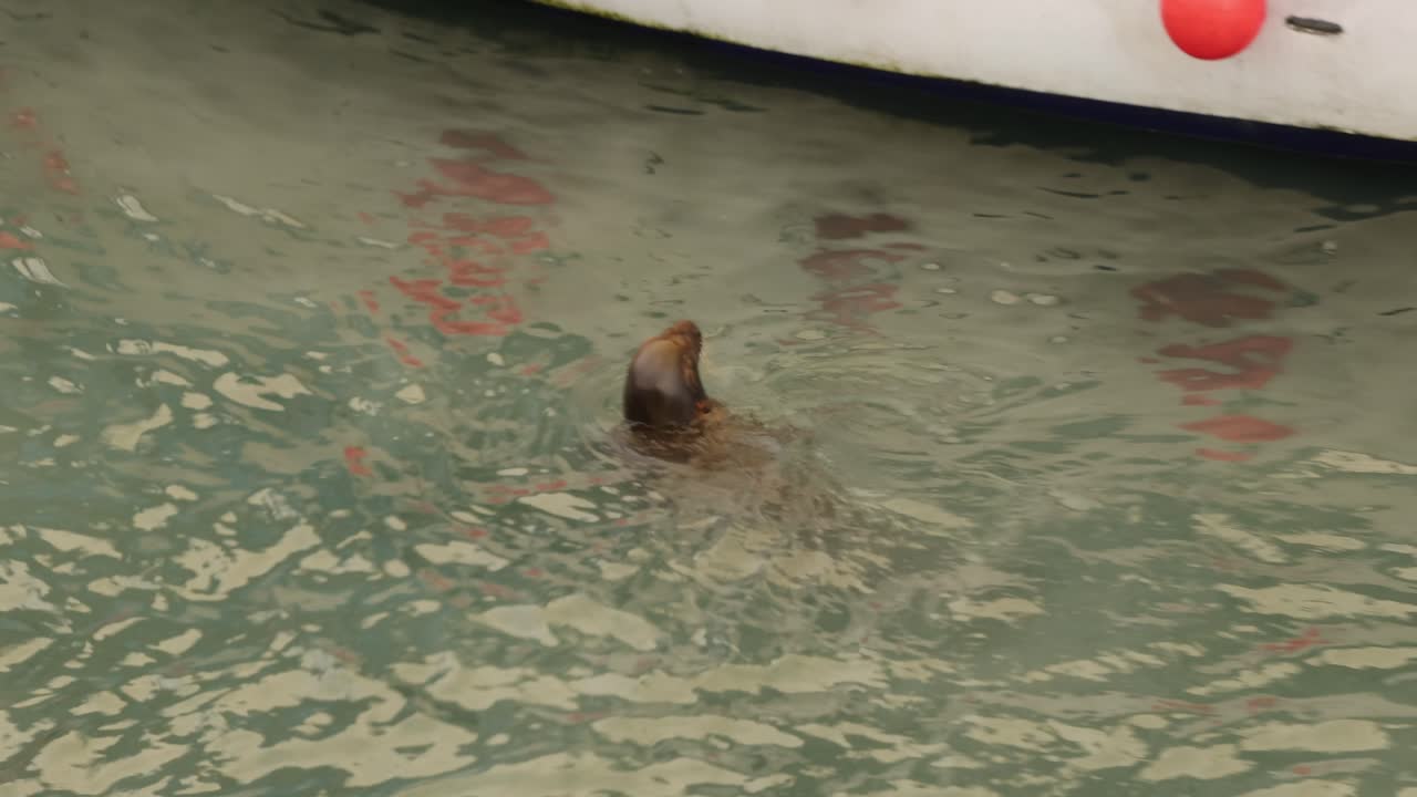 fotografía de mano de una foca marrón nadando y esperando comida en el puerto de newquay