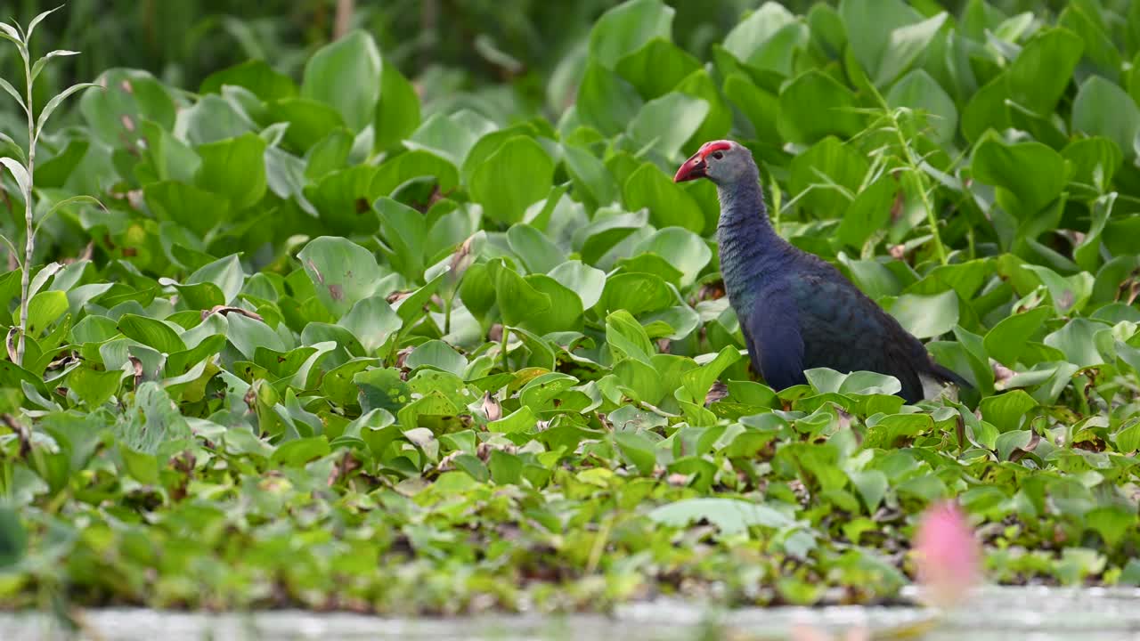 Morning light frames Moorhen feeding in lush natural habitat
