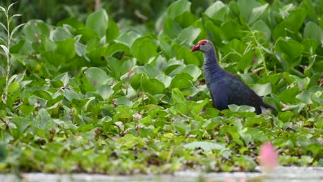 morning light frames moorhen feeding in lush natural habitat