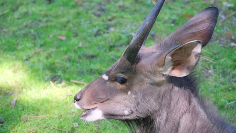 closeup of a goat with horns on a background of green grass closeup of a goat with horns on a background of green grass