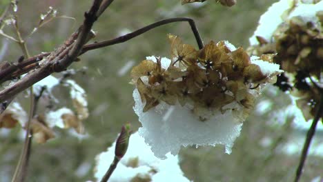 cabeza de hortensia rota y colgando bajo el peso de la nieve en un jardín inglés durante una fuerte tormenta de nieve