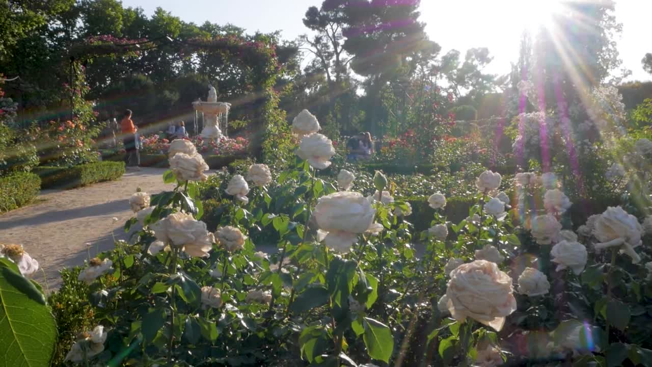 White rose bed in Retiro Park, Madrid. Beautiful garden scene with blooming roses.