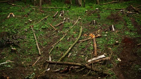 Wide-angle-overview-of-thin-logs-fallen-across-muddy-hillside-with-bare-fresh-cut-stumps