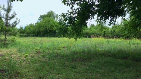 Overgrown Field Under Blue Sky