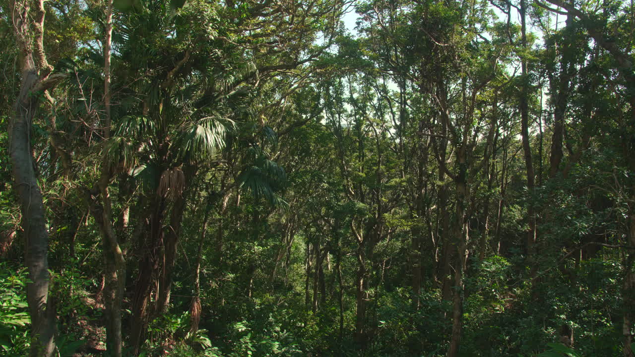 Slow pans shot to the right. Beautiful luxurious nature with sunshines through the leaves. Mountain Austin road, Victoria Peak, Hong Kong. Cinematic high dynamic range.