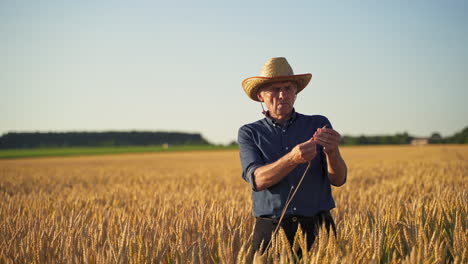 old farmer on yellow field. agronomist in shirt and straw hat standing among agriculture land and check the ripeness of grains in spikelet.