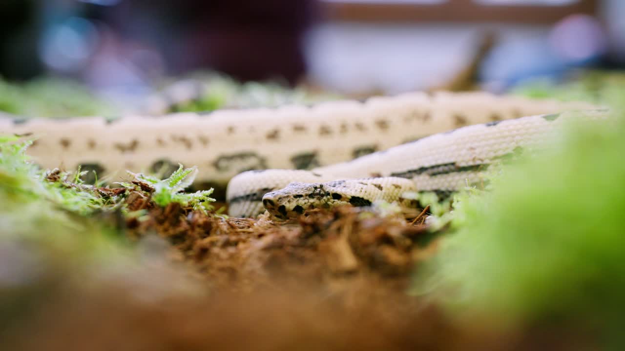 A snake moves slowly through the forest, captured in a beautifully detailed close-up shot
