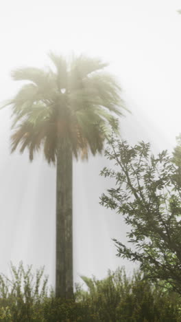 foggy tropical forest with palm tree