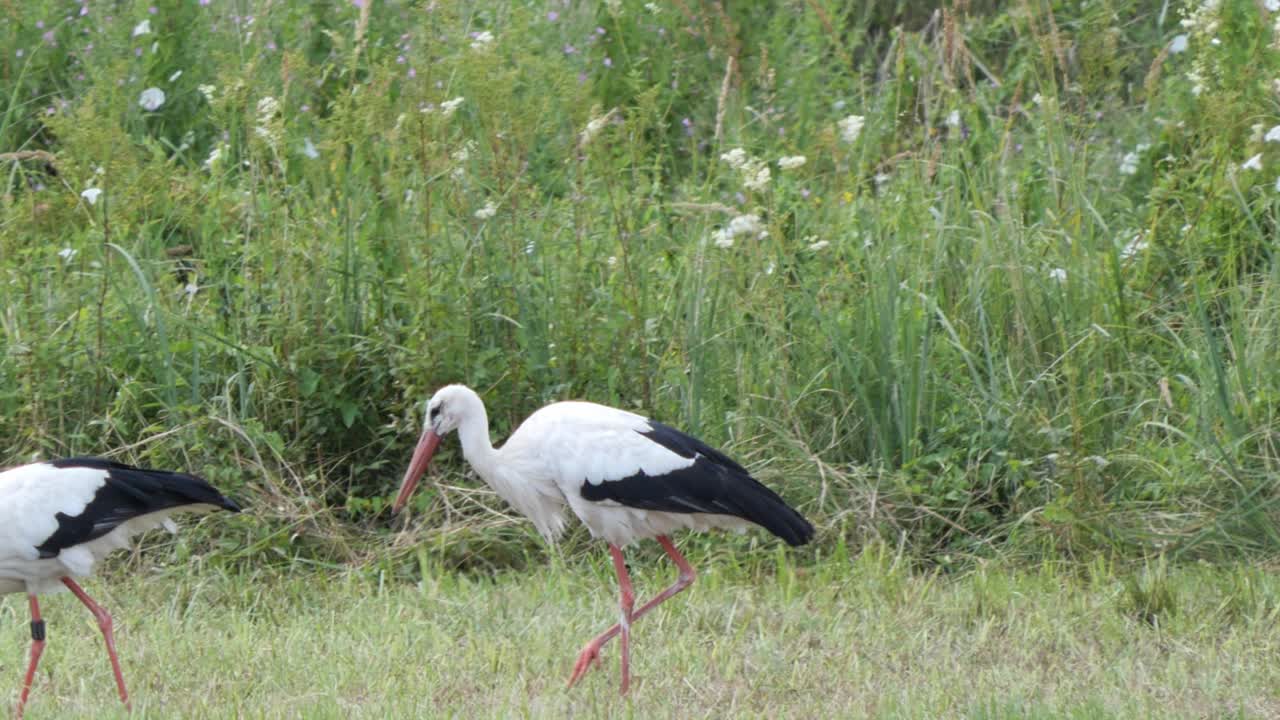 Two White Storks Walking on a Meadow in the Coutryside on a Summer Day Looking for Prey
