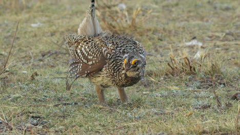 lone male sharptail grouse dances, calls for females on prairie grass