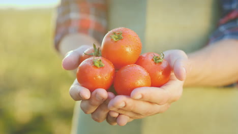 las manos del agricultor sostienen jugosos tomates rojos vegetales frescos de la agricultura